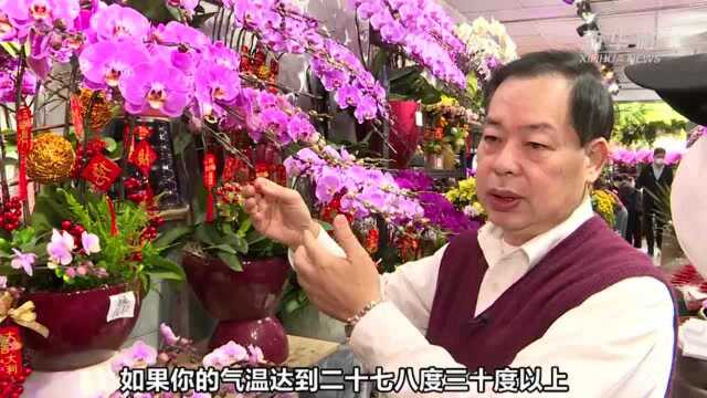 香港人春节的仪式感 有“花”对你说