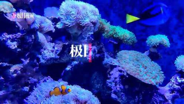 【视频】东湖海洋乐园升级,全新打卡点“冰雪大世界”如梦似幻