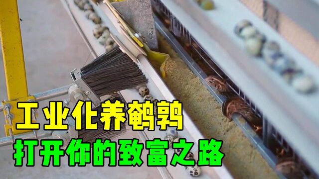 现代化养殖场,100万只鹌鹑轻松养