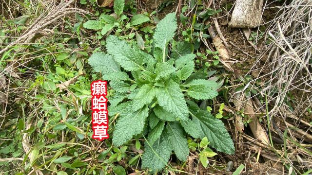 农村的蛤蟆草原来价值那么好,好多人都不知道,拍给大家认识一下