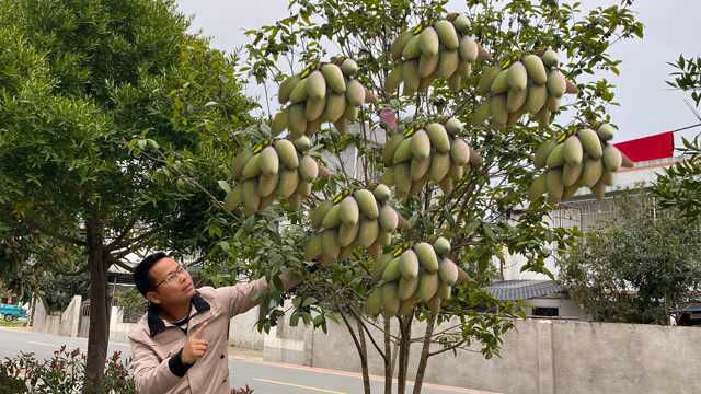 桂花结出来的果实你见过吗?原来用途这么多,很多人都不知道