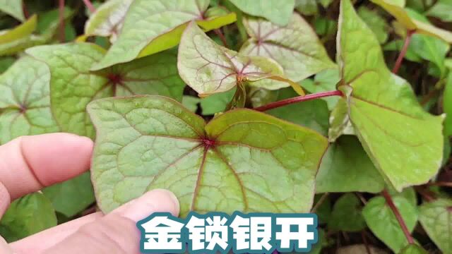 农村常见的植物,也是老人口中的“祛湿草”,看看您的家乡有吗?