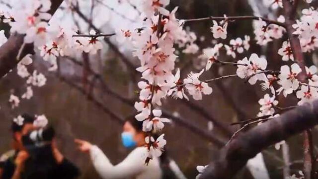 果然视频|济南千佛山数百棵山桃花齐放,粉红嫩白柔美壮观