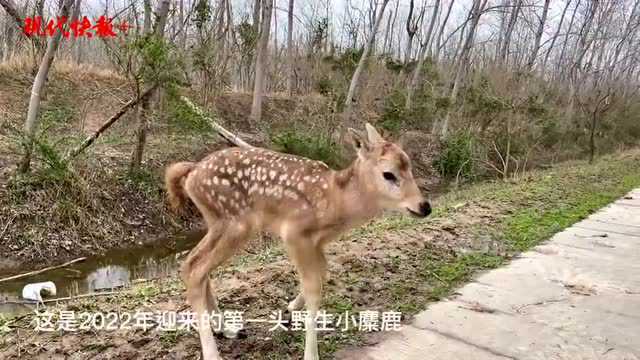 萌萌哒!盐城大丰迎来2022年第一头小麋鹿