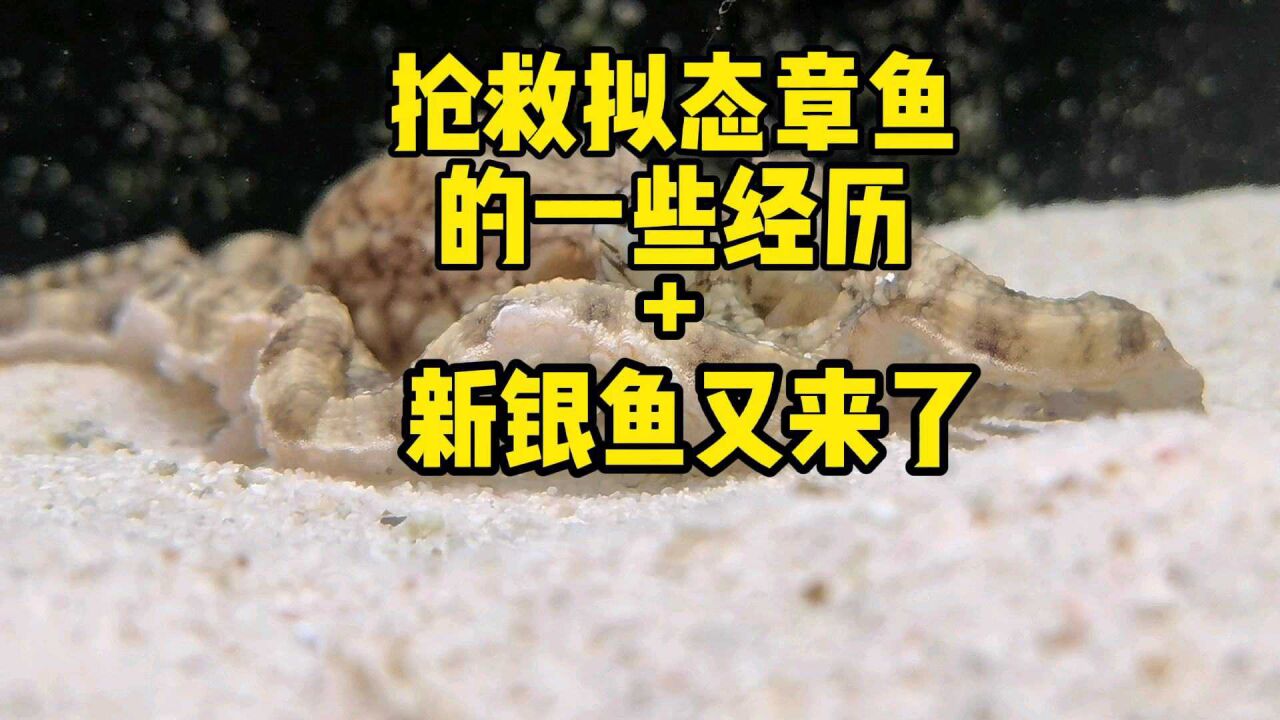 抢救拟态章鱼的一些经历,银鱼又来了,这次要养活