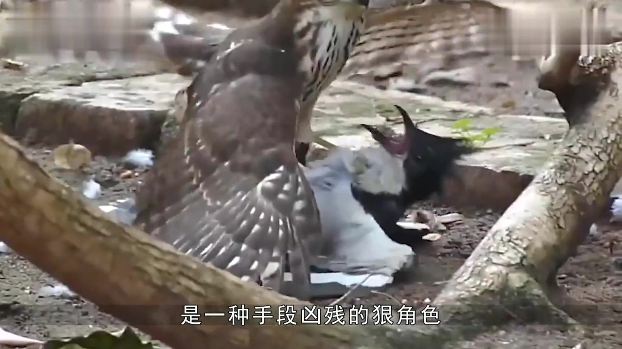 "食猴鹰"抓猴子喂养宝宝,手段十分凶残,镜头拍下全过程