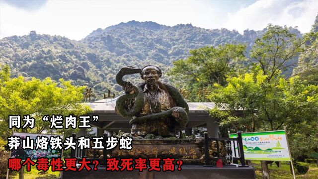 同为“烂肉王”,莽山烙铁头和五步蛇哪个毒性更大?致死率更高?