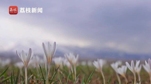 冰清玉洁!伊犁河谷“顶冰花”破雪绽放