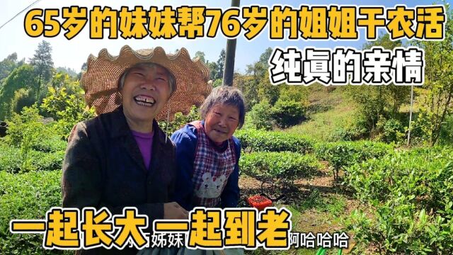 65岁的妹妹帮76岁的姐姐收庄稼,这才叫一起长大,一起到老!