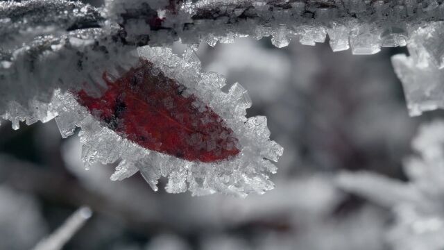 冰霜在秋冬的苔原施加白色魔法!流水成冰打造出玻璃般的殿堂!