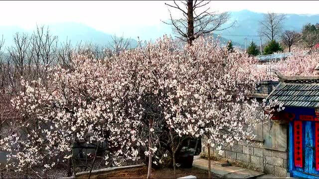 云游昆嵛春色 雪漫绿水青山