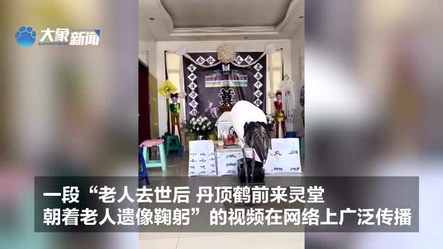 灵堂飞来仙鹤是殡葬服务?官方回应:绝不可能