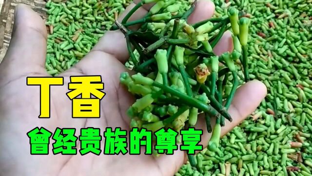 丁香的采摘和制作过程,圆顶饱满的花蕾才是佳品