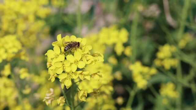 (电视通稿ⷥ›𝥆…ⷧ侤𜚩山东滨州:暮春时节采蜜忙