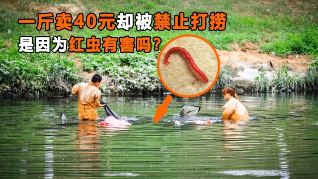 一斤能卖40元,打捞红虫为何被禁止?是因为红虫真的有害吗?