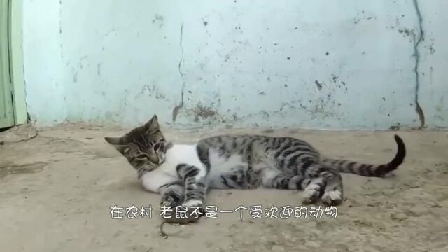 小伙自制的捕鼠器,狡猾的老鼠三次回头,还是没逃过被捕!