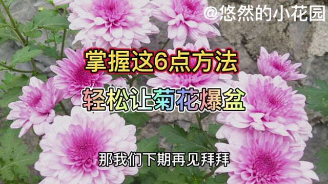 菊花的养殖方法,掌握这六点,轻松让菊花开爆盆