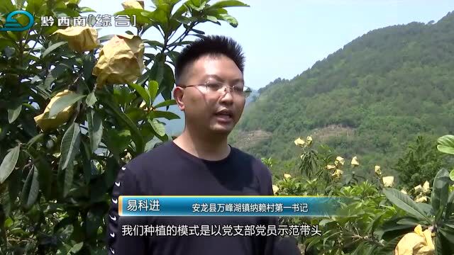 【商机无限】安龙万峰湖镇:2000多亩枇杷成熟上市 果农采摘销售忙