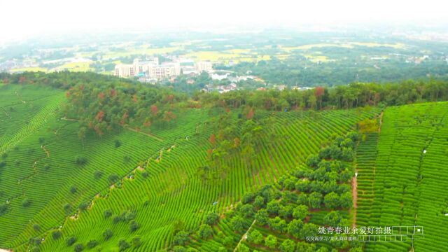 浙江太湖自然风光乡村田园风光茶园风景姚青春回来路过