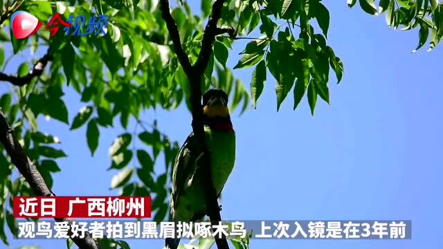 “贵人鸟”原来长这样!时隔3年,它再次现身柳州市区