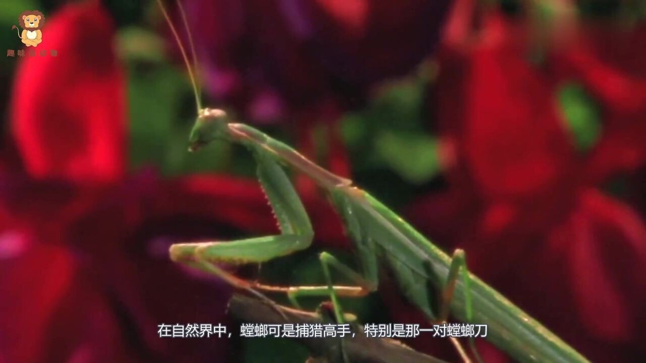 好厉害的螳螂!看螳螂如何击败蜥蜴,镜头记录全过程!