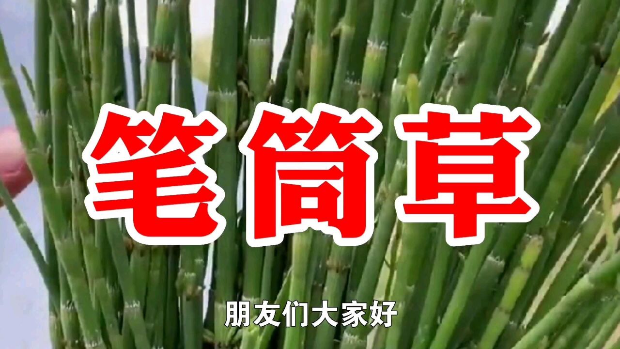农村一种野草名叫笔筒草,又名节节草,用处多价值高遇见请珍惜