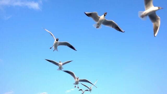 喂食空中的海鸥