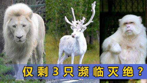 6个世界上最罕见的白色生物，高濒危物种，抓紧观看