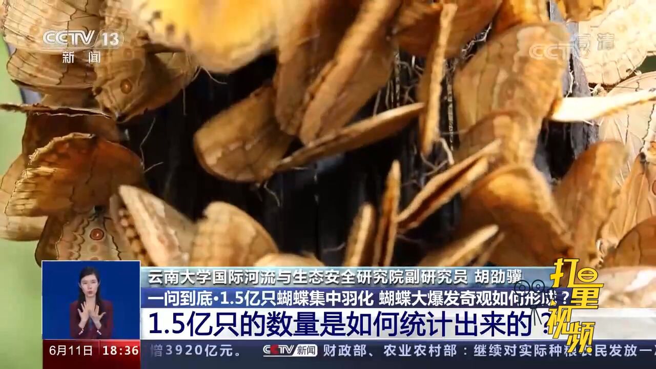 金平蝴蝶谷1.5亿只蝴蝶集中羽化,数量是如何统计的?