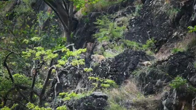 绿汁江畔:悬岩峻谷处,猴群嬉闹时