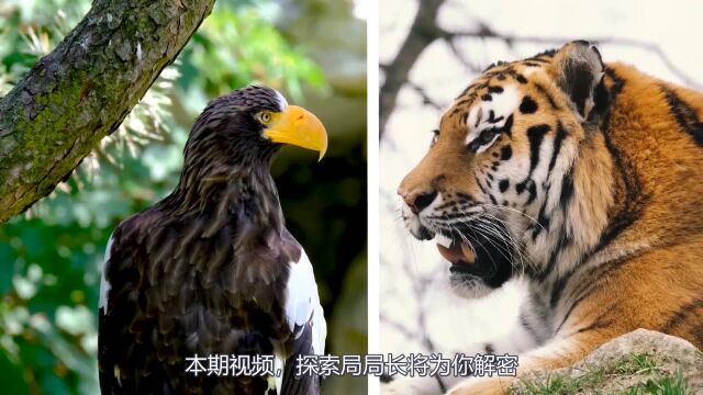 老鹰vs大猫,如果这两种科属物种发生群殴,谁会笑到最后呢?