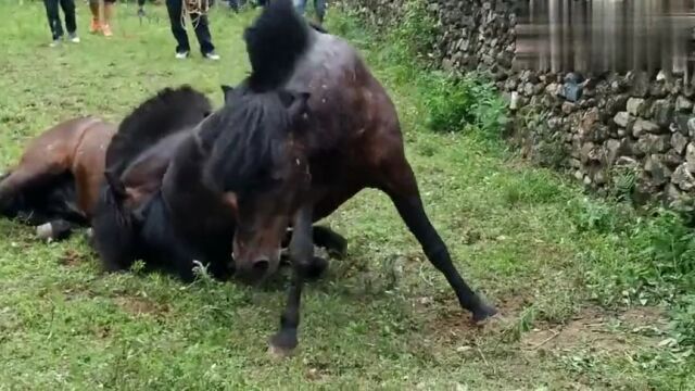 斗马竟然会“锁腿”,很少有人见的民间斗马比赛,马儿野性十足