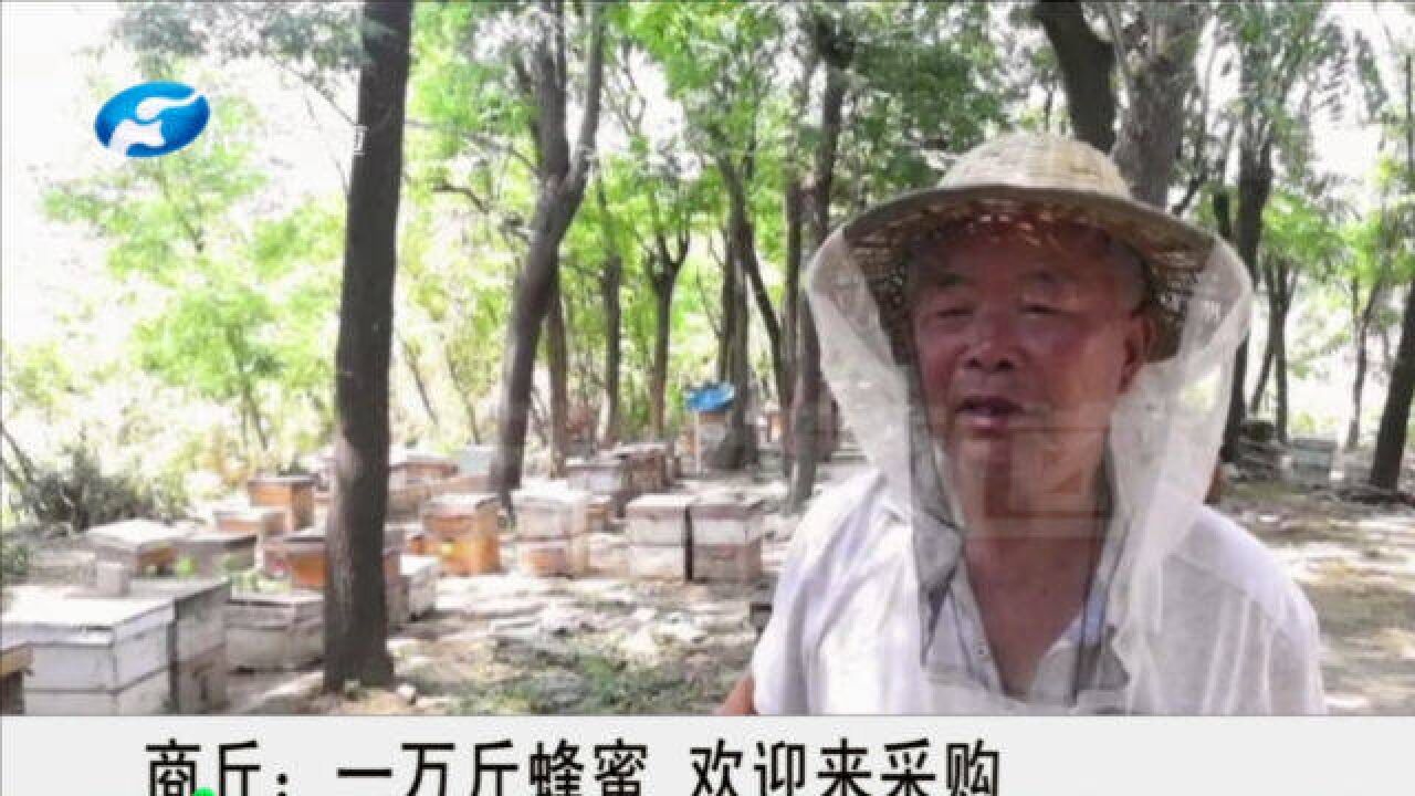 河南商丘:蜂农养蜂五十多年,上万斤蜂蜜急需销路