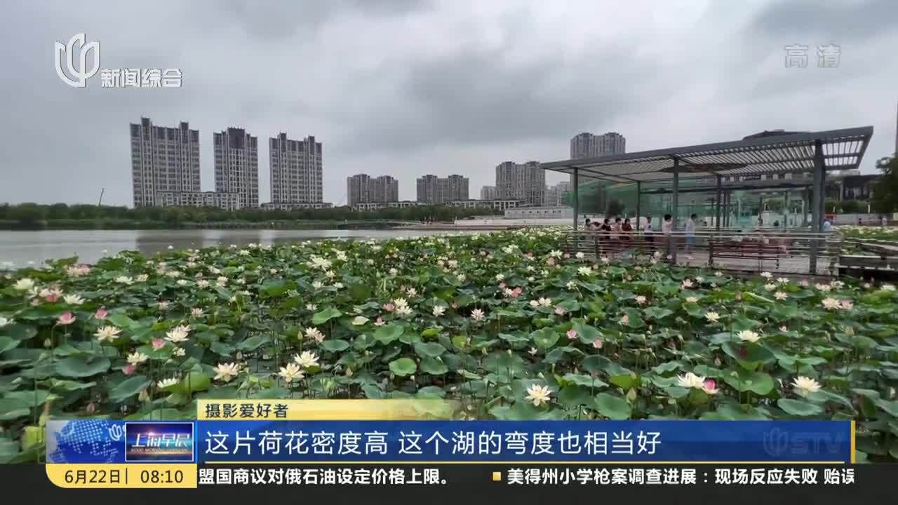 上海:映日荷花别样红 最佳赏荷季到来