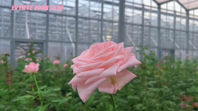 玫瑰花种植玻璃温室大棚设计建造价格