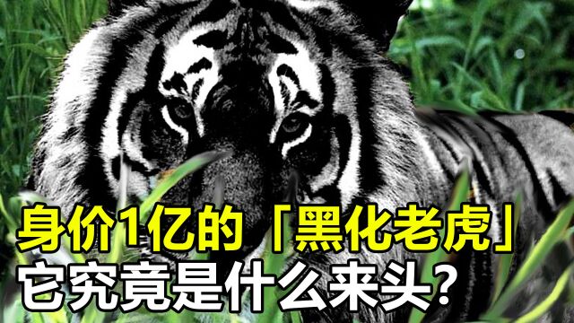 身价高达1亿的“黑化老虎”,究竟什么来头?它竟然还不是最贵的