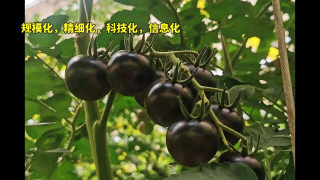 规模化,精细化,科技化,信息化的新农业结构