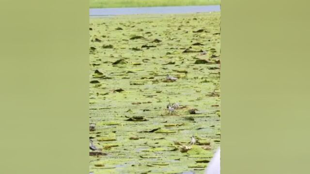 麻雀传播航拍河南省商丘市黄河故道湿地公园百鸟翔集生态环境美!#人与自然和谐共处 #治愈系风景