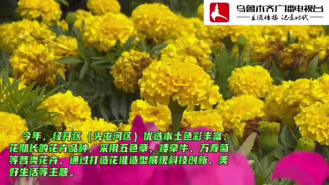 景上添花!经开区(头屯河区)花堆造型扮靓街景