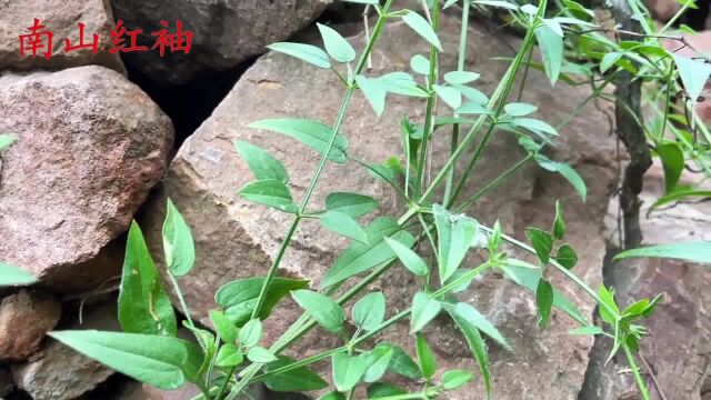 茜草是一种古老的植物染料,也是一种药材,染出的布是什么颜色?