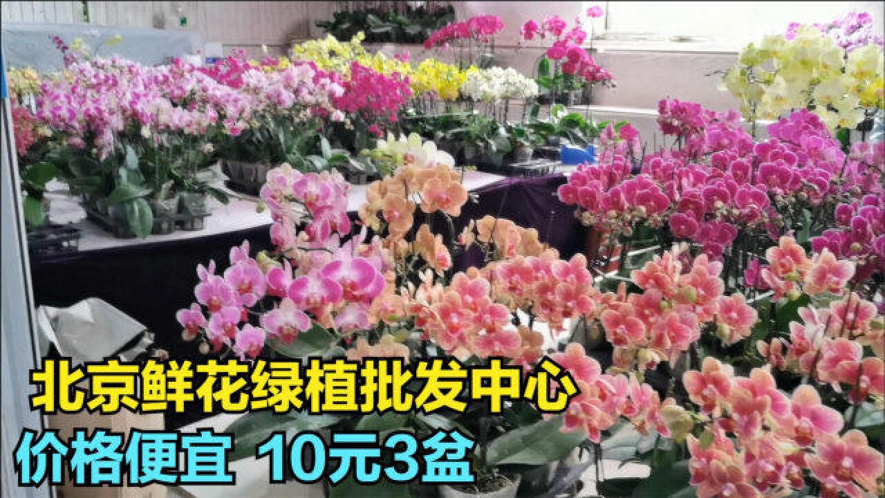 北京这个鲜花绿植市场太好逛了,品种齐全,10元3盆,买了一车