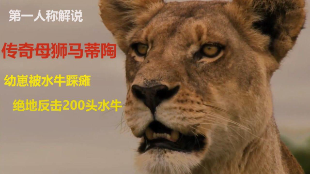 强悍母狮马蒂陶,单撸200头水牛群,带领3只幼崽绝地求生,纪录片
