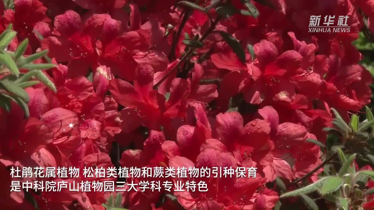 中科院庐山植物园杜鹃花引种繁育渐成产业规模