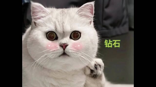 拼一下你家的银渐层颜值在哪一档?#猫咪颜值 #银渐层 #猫咪 #铲屎官的乐趣 #英短