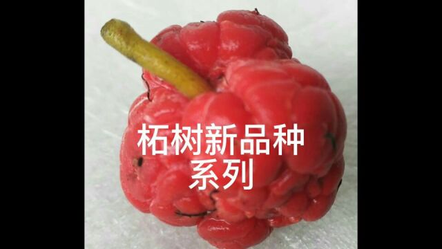 柘树柘果新品种系列