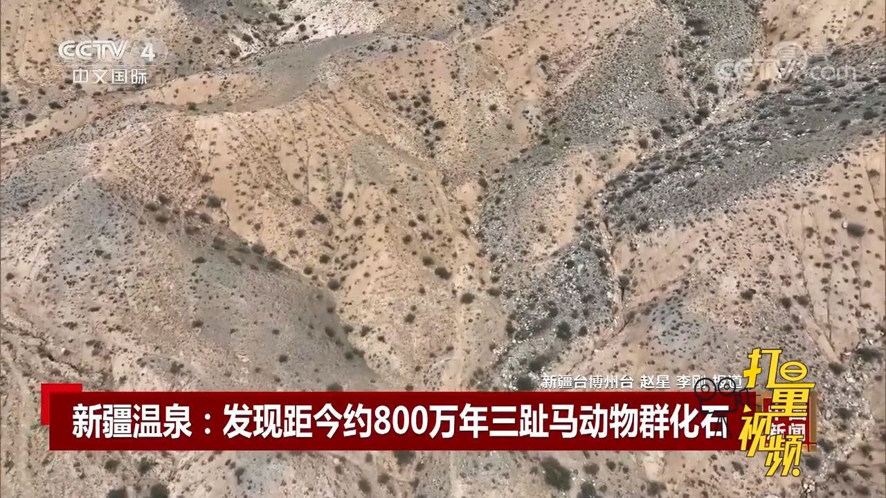 距今约800万年!新疆温泉县发现三趾马动物群化石