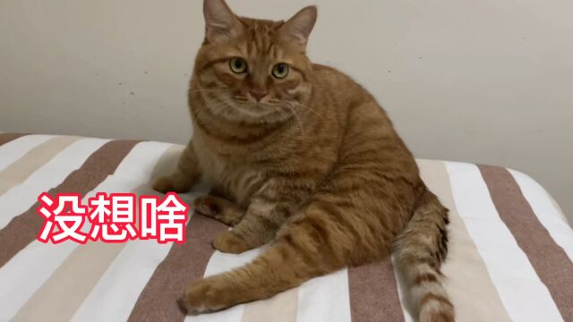 妈妈看肥猫躺在自己身边实在太可爱了想亲亲它,肥猫一脸嫌弃!