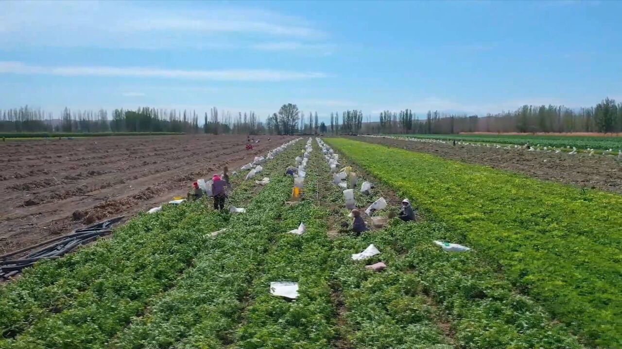 新疆沙湾市1.03万亩花生喜获丰收