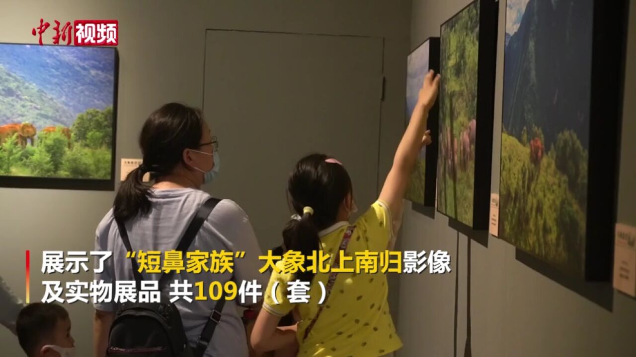 云南:“与象同行影像展”让市民与亚洲象“零距离”