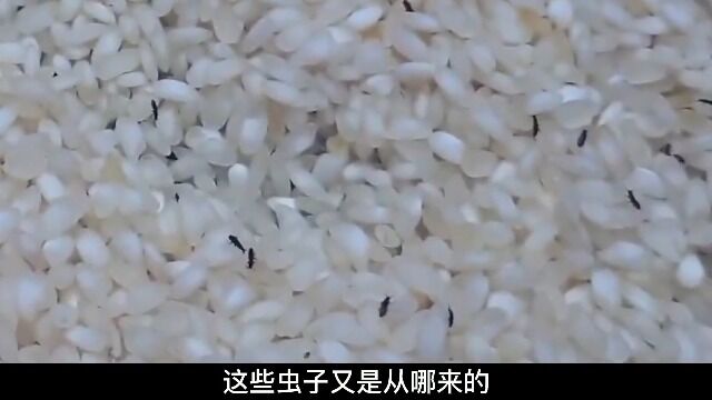 1大米生虫了能否食用?对身体有哪些危害,预防大米生虫的有效措施